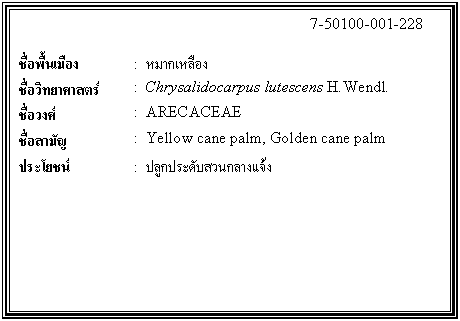 กล่องข้อความ: 7-50100-001-228 ชื่อพื้นเมือง : หมากเหลือง ชื่อวิทยาศาสตร์ : Chrysalidocarpus lutescens H.Wendl. ชื่อวงศ์ : ARECACEAE ชื่อสามัญ : Yellow cane palm, Golden cane palm ประโยชน์ : ปลูกประดับสวนกลางแจ้ง